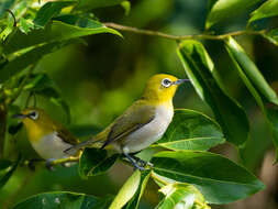 Image of Lowland White-eye