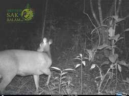 Image of Central American Red Brocket Deer