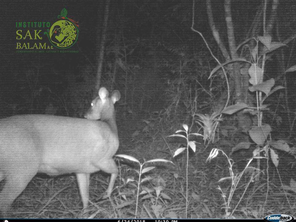 Image of Central American Red Brocket Deer