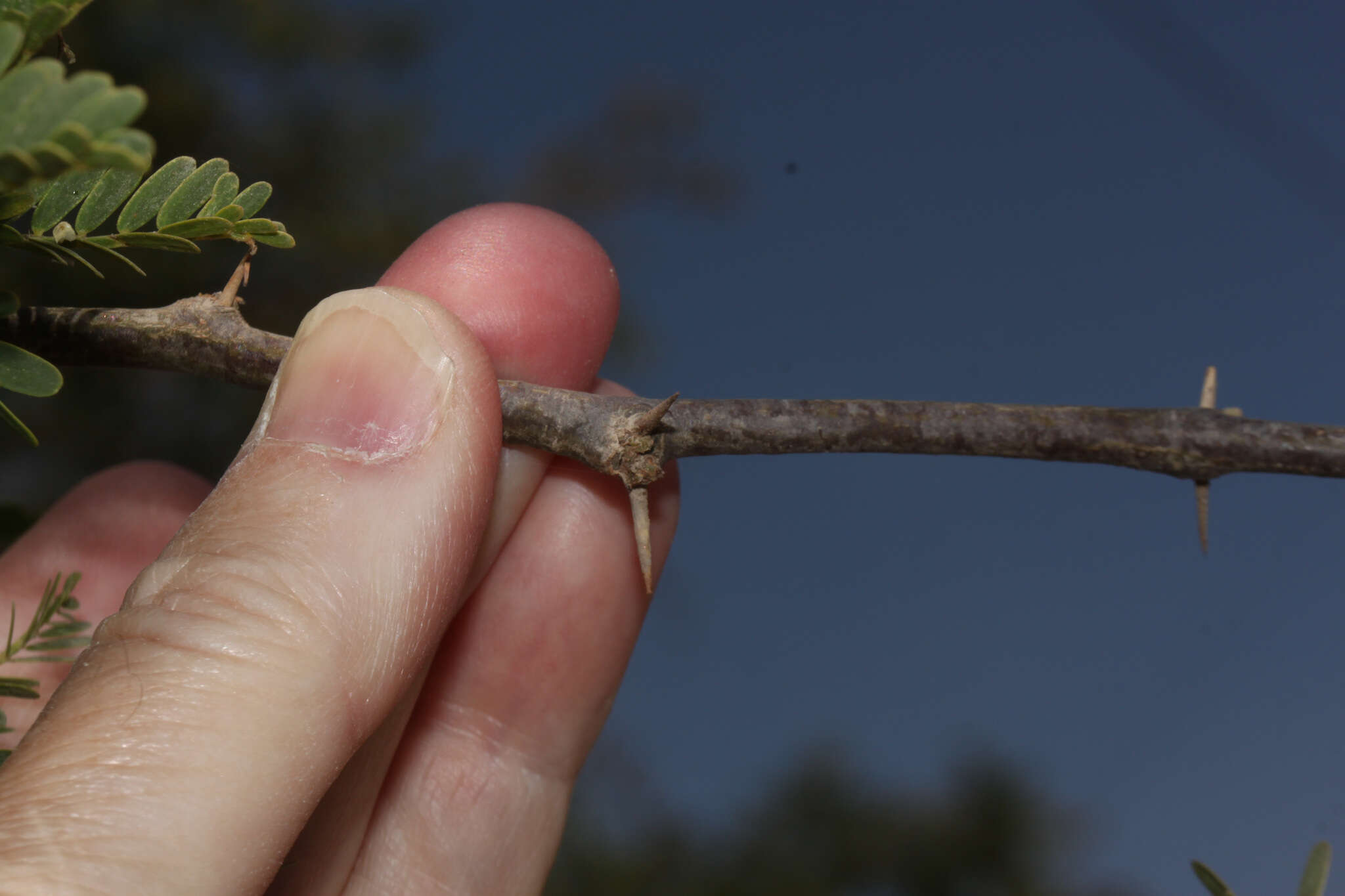 Image of Prosopis calderensis