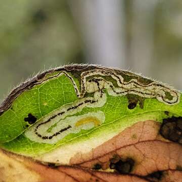 صورة Stigmella lonicerarum (Frey 1857) Gerasimov 1952