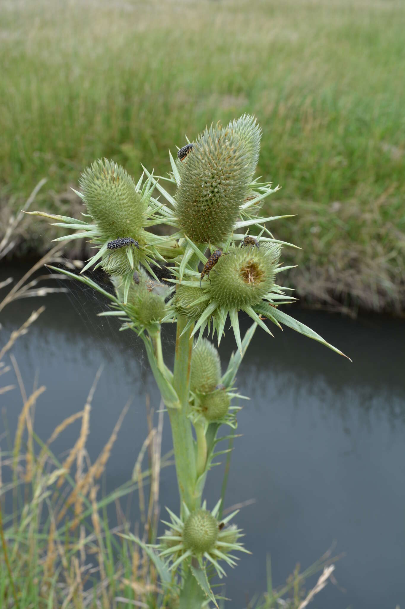 Imagem de Eryngium agavifolium Griseb.