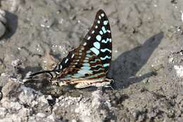 Слика од Graphium antheus (Cramer (1779))