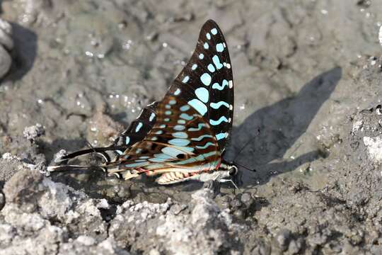 Image of Graphium antheus (Cramer (1779))