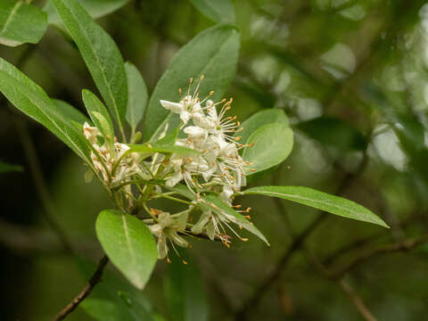 Imagem de Rhododendron micranthum Turcz.