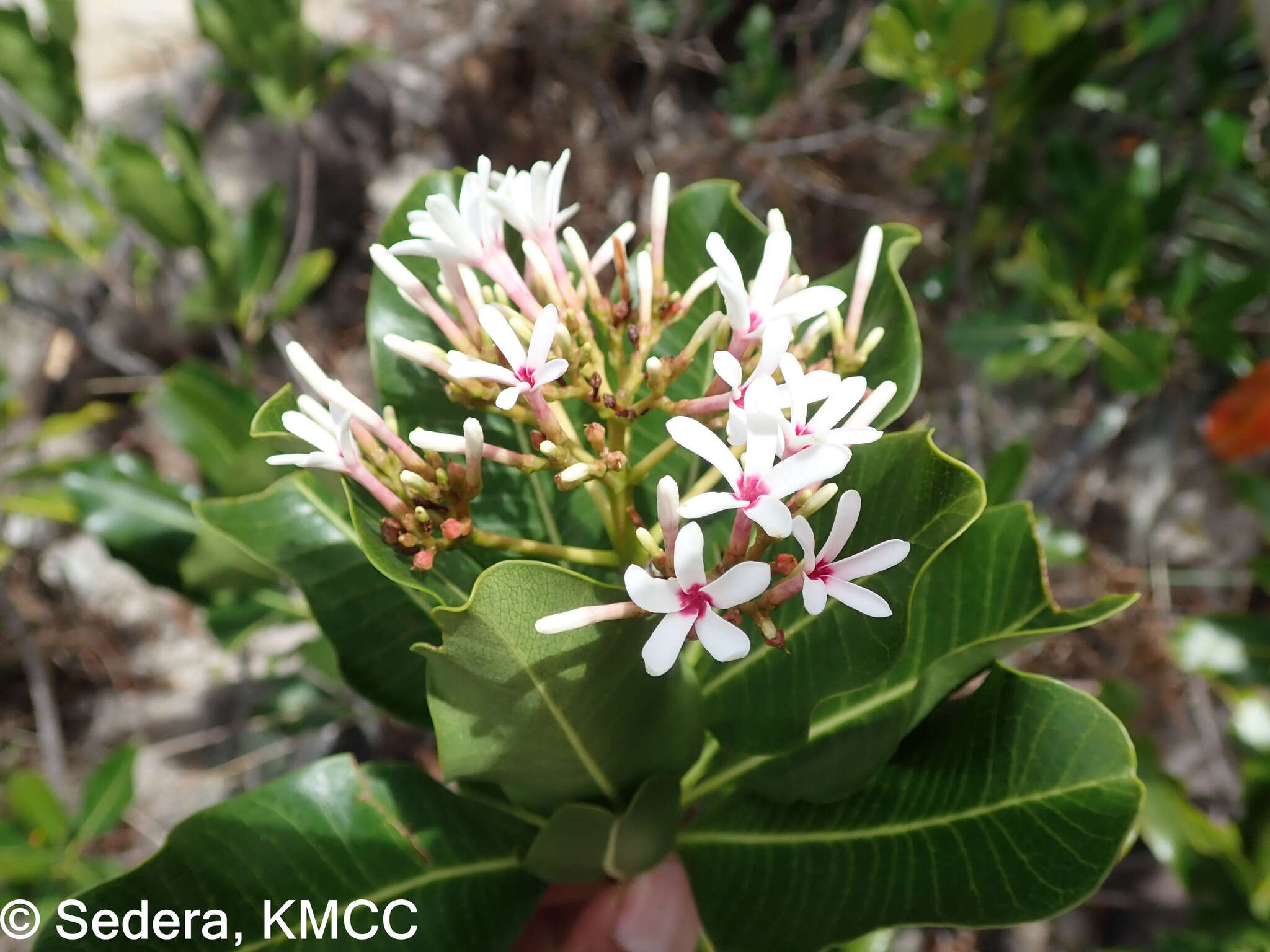 Imagem de Craspidospermum verticillatum Bojer ex Decne.