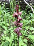 Image of hooded coralroot