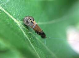 Image of Ridings' Fairy Moth