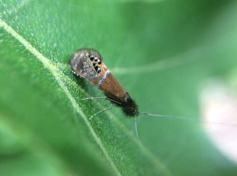 Image of Ridings' Fairy Moth