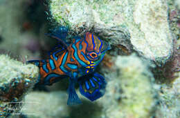 Image of Mandarinfish