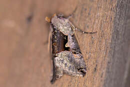 Image of Large Looper Moth, Broken-banded Y