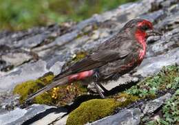 Image of Red-fronted Rosefinch