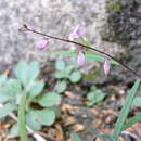 Image of Polygala hongkongensis var. stenophylla (Hayata) Migo