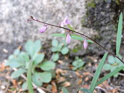 Image of Polygala hongkongensis var. stenophylla (Hayata) Migo