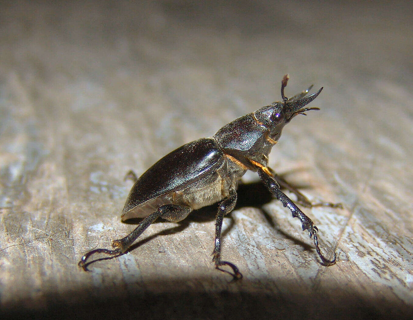 Plancia ëd Lucanus placidus Say 1825