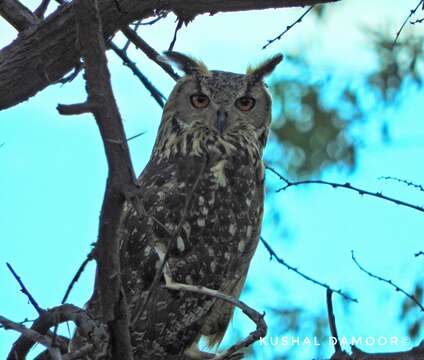 Image of Indian Eagle-Owl