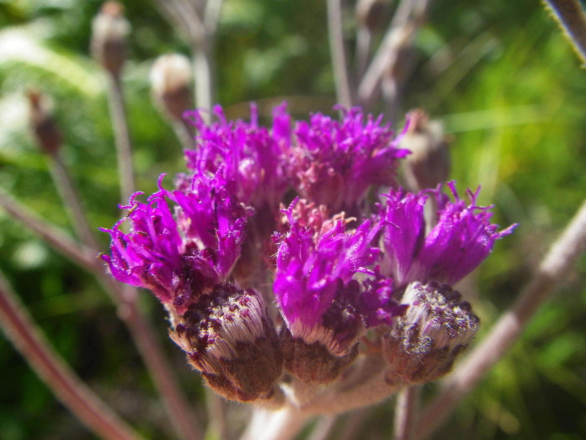 Imagem de Hilliardiella hirsuta (DC.) H. Robinson