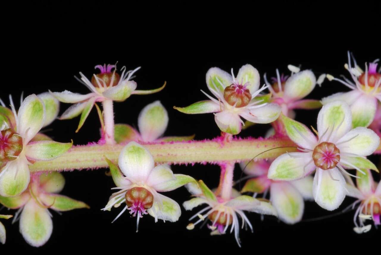 Image of Mexican pokeweed