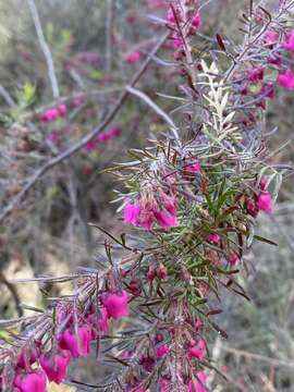 Image of Boronia molloyae J. R. Drumm.