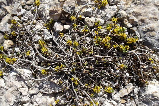 Слика од Thymelaea tinctoria (Pourr.) Endl.