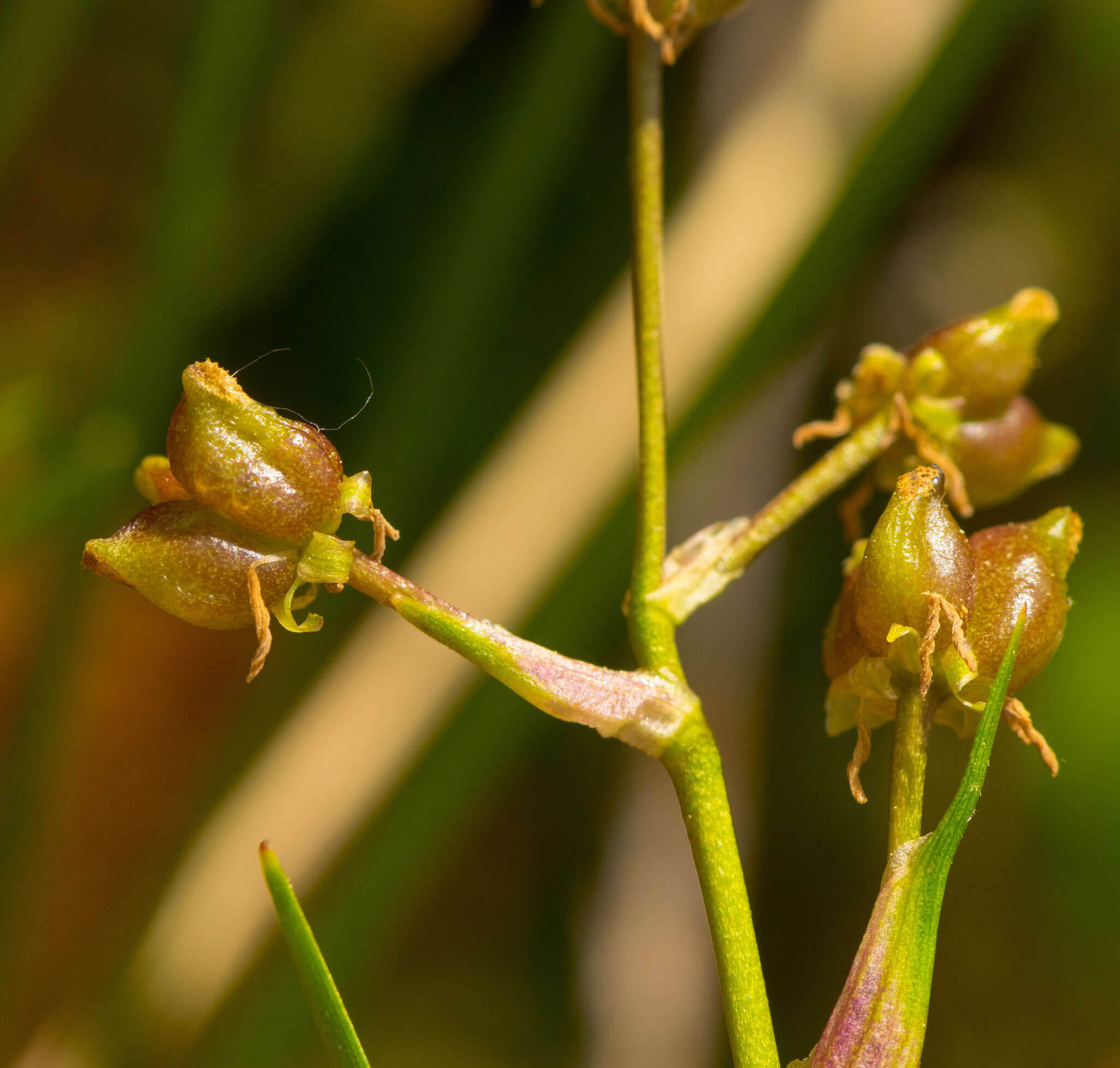 Image of pod-grass family