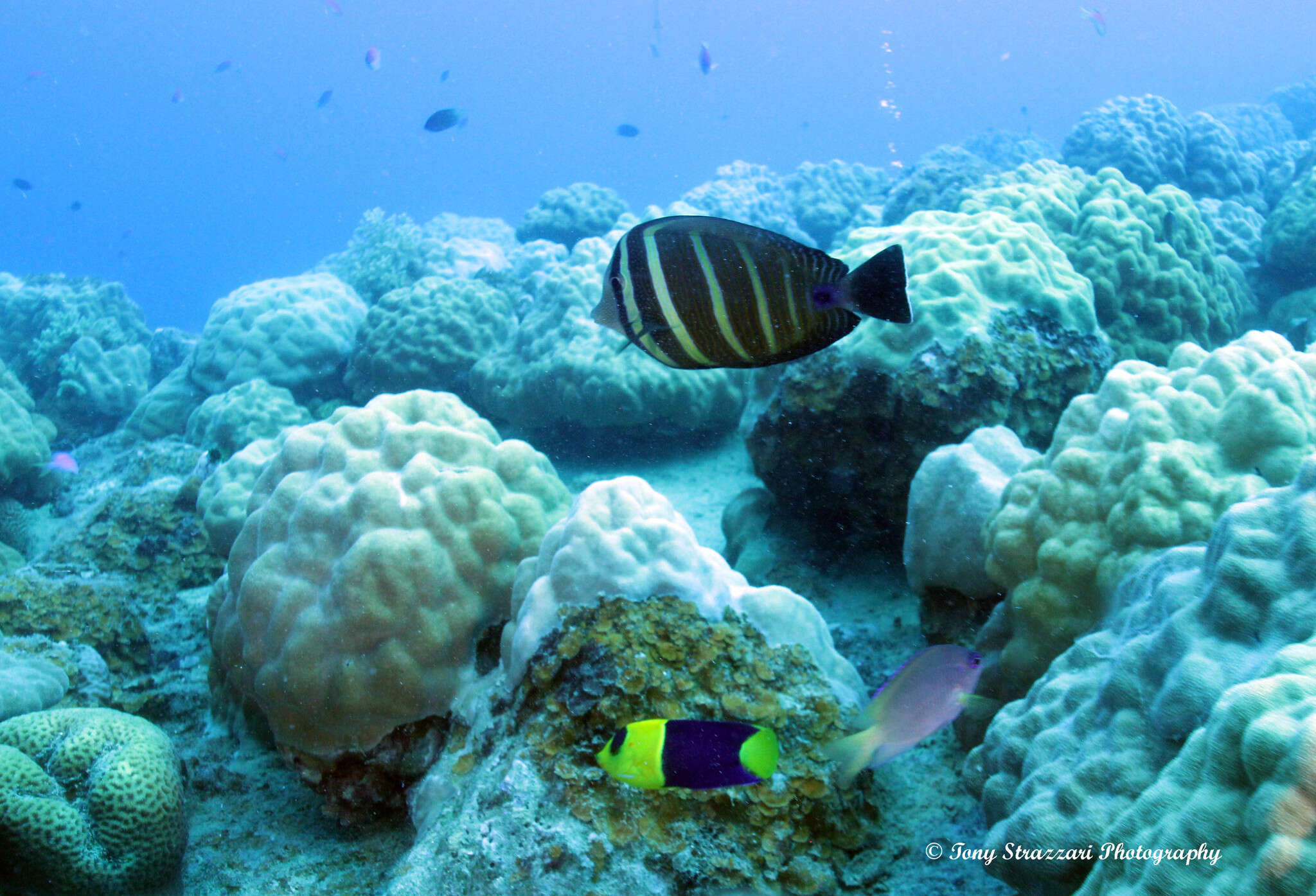 Image of Bicolor Angelfish