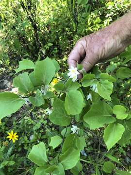 Image of sycamoreleaf snowbell