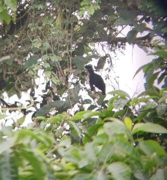 Image of umbrellabird