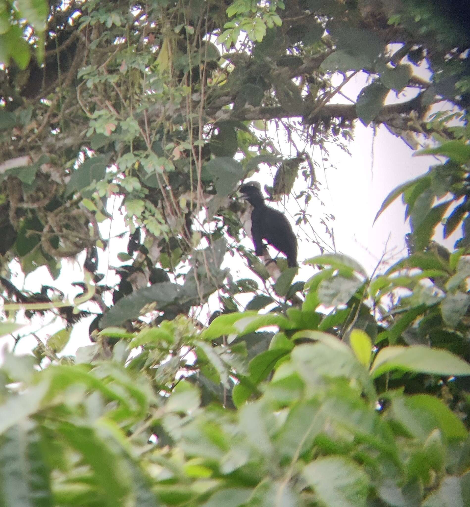 Image of umbrellabird