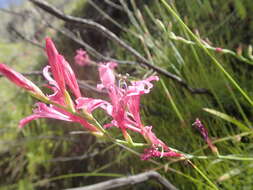 Image of Tritoniopsis ramosa var. unguiculata (Baker) G. J. Lewis