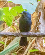 Image of Blue Seedeater