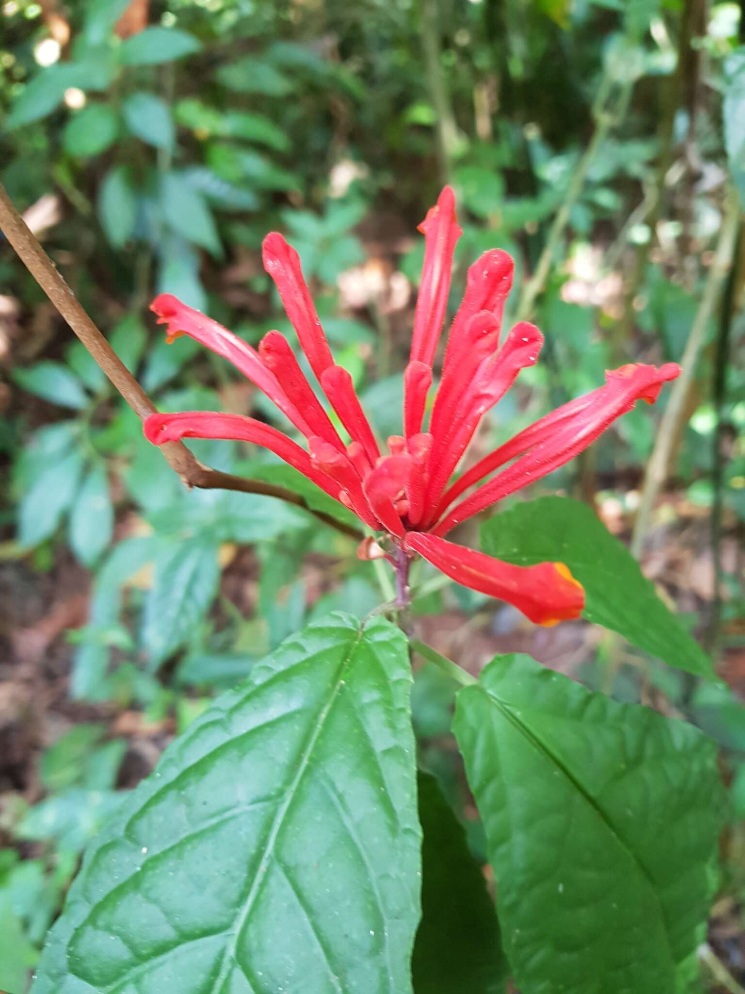 Image de Scutellaria costaricana H. Wendl.