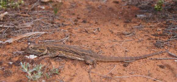 Plancia ëd Pogona vitticeps (Ahl 1926)