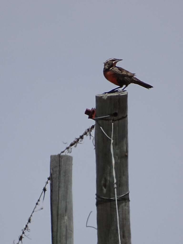 Image of Long-tailed Meadowlark