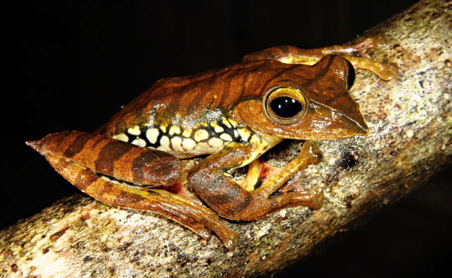 Image of Rhacophorus translineatus Wu ex Sichuan Institute