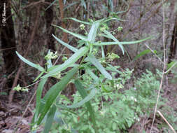 Sivun Chiropetalum tricuspidatum (Lam.) A. Juss. kuva