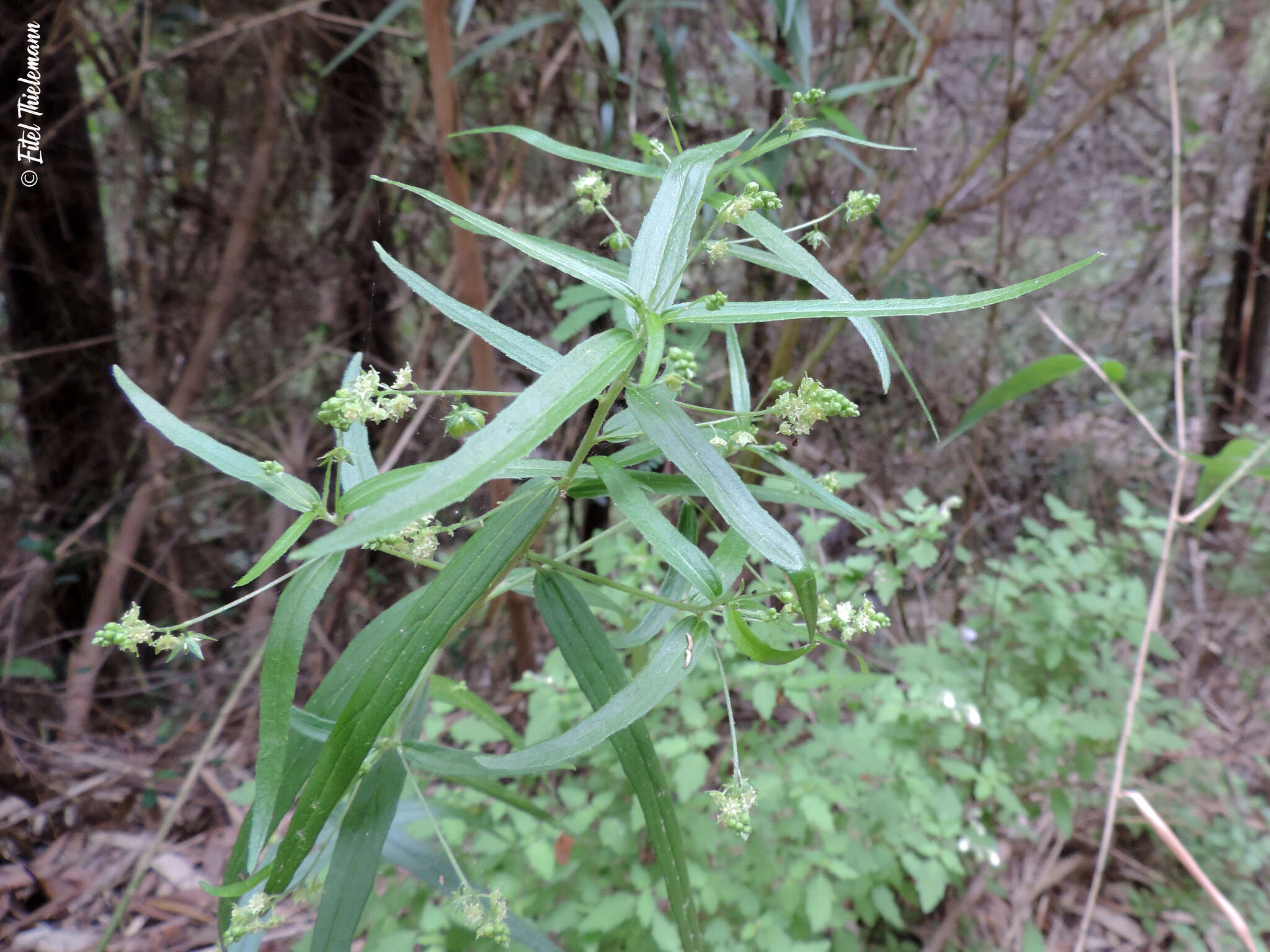 Sivun Chiropetalum tricuspidatum (Lam.) A. Juss. kuva