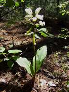 Image of Govenia utriculata (Sw.) Lindl.