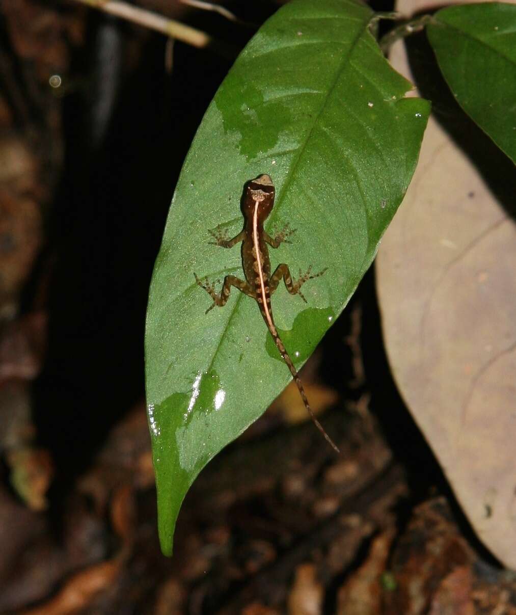 Anolis marsupialis Taylor 1956 resmi