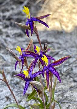 Image of Thelymitra speciosa Jeanes