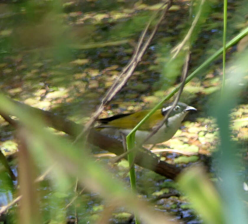 Image of White-throated Honeyeater