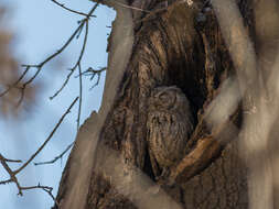 Image of Western Screech Owl