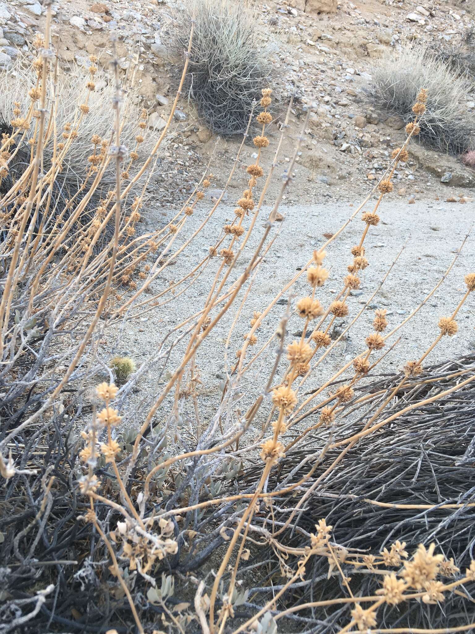 Image of scallopleaf sage