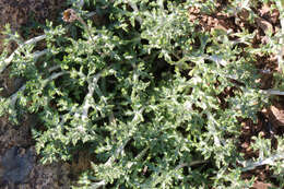 Image of <i>Eriophyllum lanatum</i> var. <i>achilleoides</i> (DC.) Jeps.