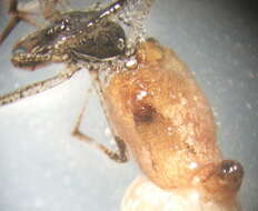 Image of Rhomphaea nasica (Simon 1873)