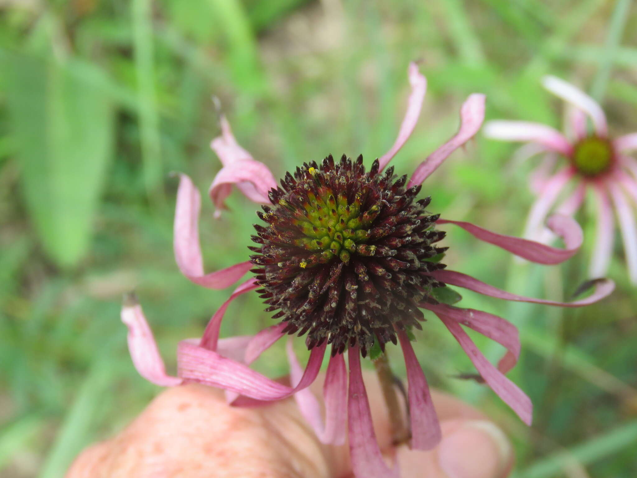 Image of sanguine purple coneflower