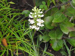 Imagem de Habenaria roxburghii Nicolson