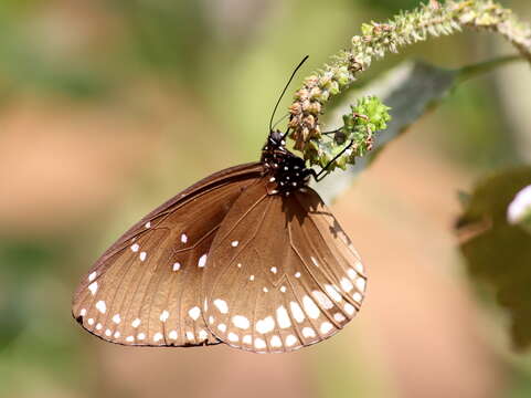 Image of Euploea sylvester Fabricius 1793