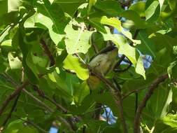 Image of Green-capped Eremomela