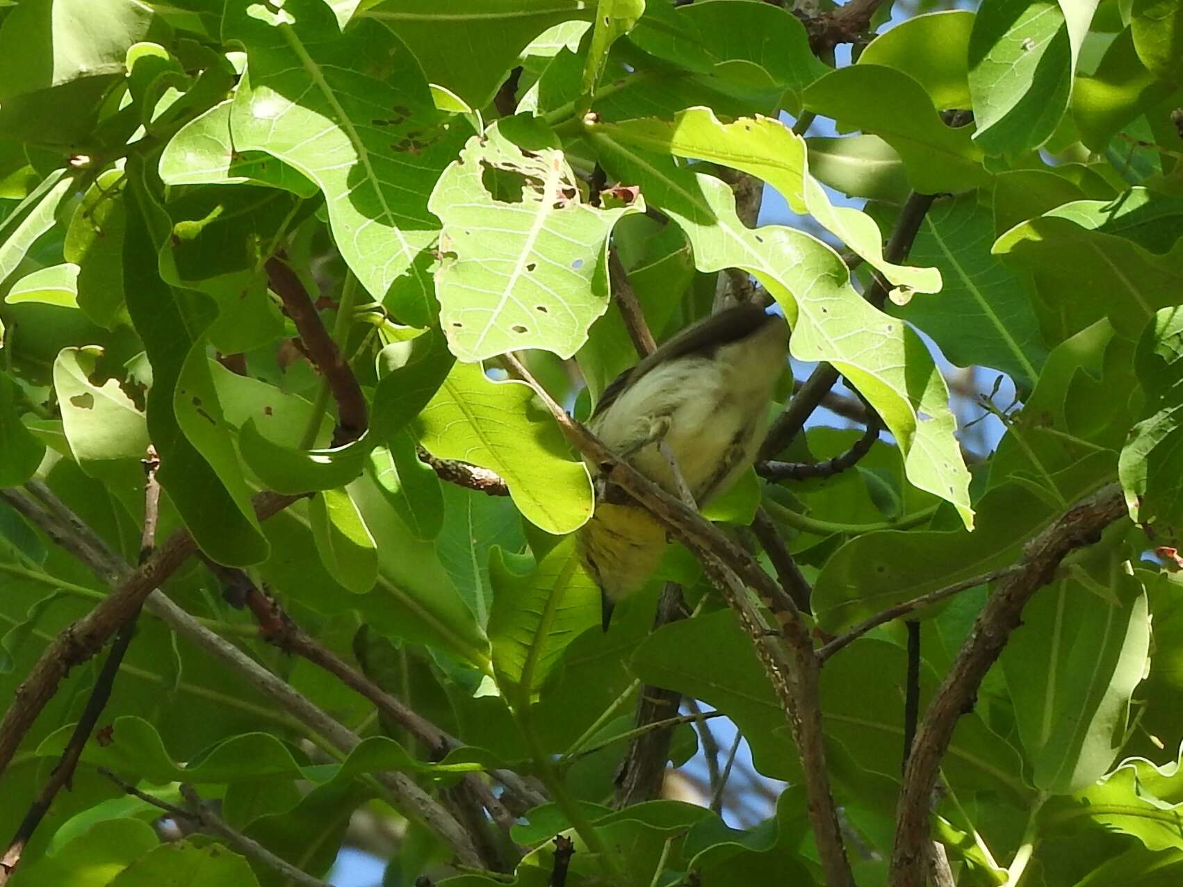 Image of Green-capped Eremomela